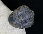 Flying Crotalocephalina Trilobite With Two Reedops #18632-3